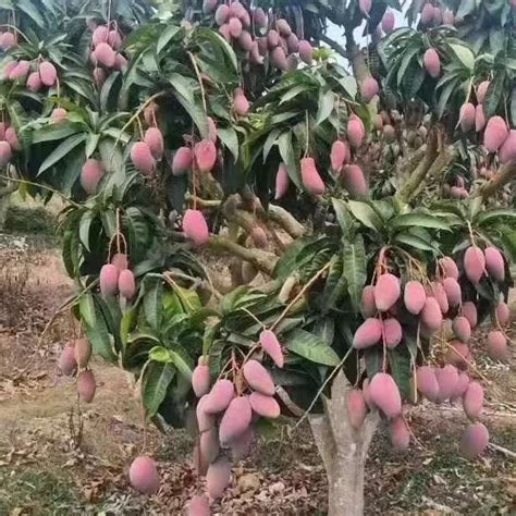 芒果樹風水